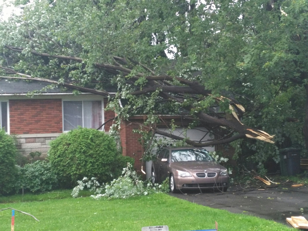Picture of fallen tree on a house & car